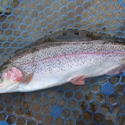 ニューロッド入魂！ ～天竜川ルアーフライ専用区～